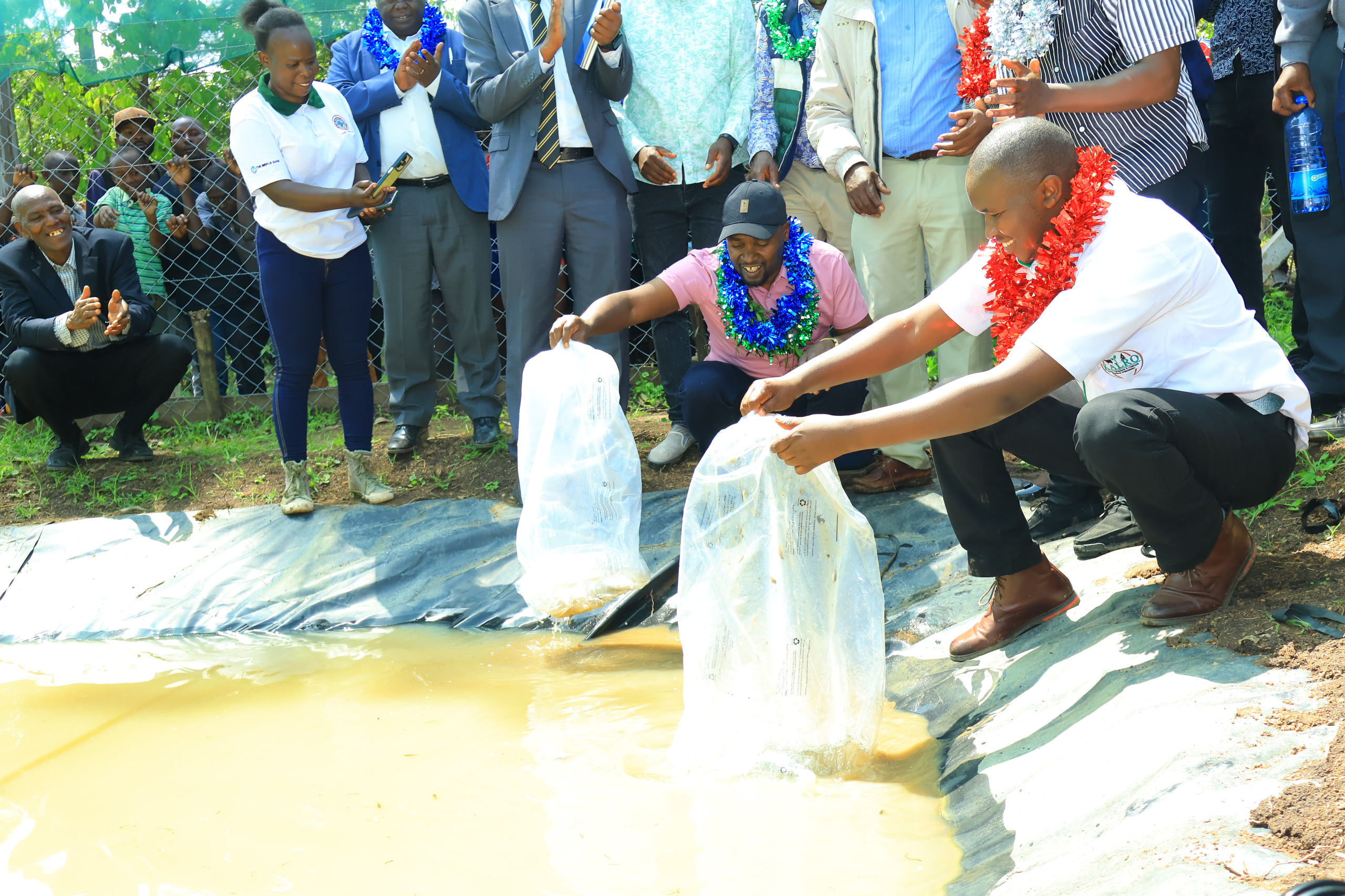 Governor Prof. Hillary Barchok, with a KALRO fisheries officer, placing the fingerlings in the pond during the launch of the stocking of the FLLoCA-funded fish ponds in the county at Emmaus CBO fish pond. Photo/ Kipyegon Chirchir