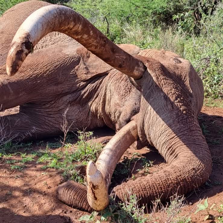 Lifeless Craig after it was discovered by KWS ending a era of an iconic elephant that strode the Amboseli Park for 72 years